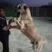 برای اولین بار در ایران
