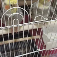 عروس نر ۴۵۰