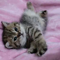 گربه بریتیش|گربه|تهران, جنت‌آباد مرکزی|دیوار