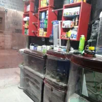 ماهیان زینتی آنجل|ماهی|بندر امام خمینی, |دیوار