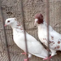 کبوتر آنتیک|پرنده|تهران, نیروی هوایی (پیروزی)|دیوار