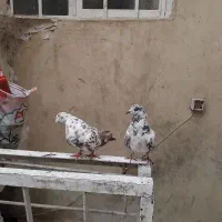 کفتر پرشی|پرنده|قم, علی آباد سعدگان|دیوار