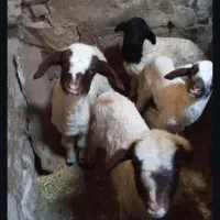 بره شیر خوار