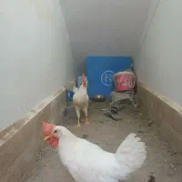 فروش ۲ عدد خروس