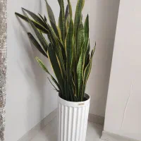 گیاه گل سانسوریا
