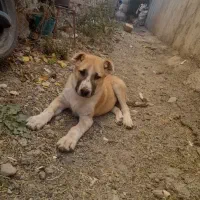 توله سگ سرابی ۴ ماهه نر