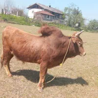 ورزا چالوسی گاو نر ورزا کوله