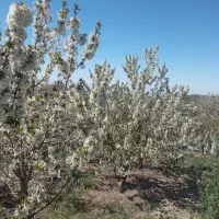 چهار دیواری 500 متر با استخر (بخش فردو)