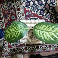 گل دیفن ۳عدد|گل و گیاه طبیعی|کرمان, |دیوار