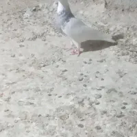 طوقی ماده|پرنده|مسجد سلیمان, |دیوار