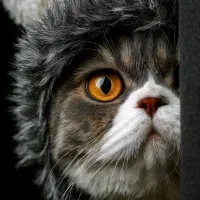 لنت جلو عقب تیبا نوبرای ماشین خودم خرید بودم