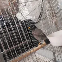 مرغ مینا سخنگو