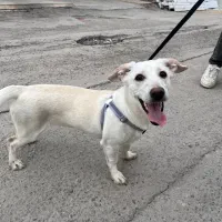 سگ نژاد کوچیک میکس اشپیتز جک راسل