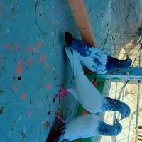 10عدد کبوتر سه پاکستانی 7تا نرپر|پرنده|چابهار, |دیوار