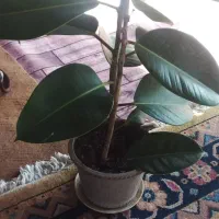 گل زیبا|گل و گیاه طبیعی|لیسار, |دیوار