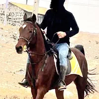 اسب عرب مصری مدارک دار