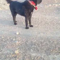 سگ گم شده درتربت جام