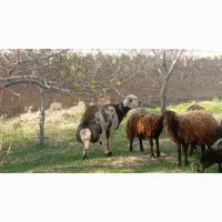 قوچ بروجردی