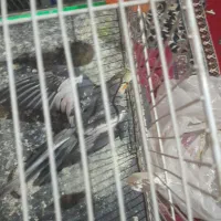 عروس هلندی سخنگو