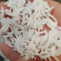 برنج هاشمی و کشت دوم امرالهی(کالابرگ و چکی)