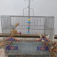 قفس مخصوص سهره بازان عشق بازان