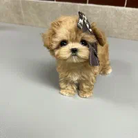 پودل مالتیز مینی|سگ|تهران, حر|دیوار