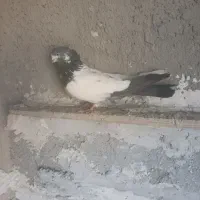 کله دم سبز|پرنده|بهار, |دیوار