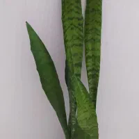 گل‌های اپارتمانی قیمت مناسب|گل و گیاه طبیعی|اصفهان, سرچشمه|دیوار