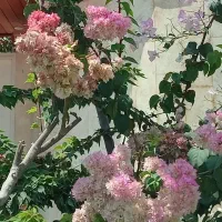 فروش انواع نهال فقط به صورت عمده|خدمات باغبانی و درختکاری|بندرعباس, |دیوار