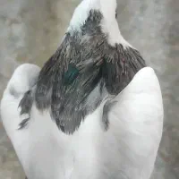 کبوتر طوقی نر|پرنده|اصفهان, مسجد مصلی|دیوار