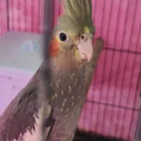 کوکاتیل(عروس) نر جوان|پرنده|رشت, خمیران زاهدان|دیوار