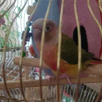 فروش یک عدد طوطی گرینچیک
