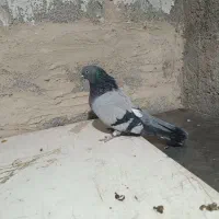 سه جفت کفتر دونسته|پرنده|لاران, |دیوار