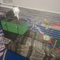 معاوضه با عروس هلندی