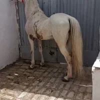 اسب سفید کرد