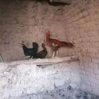 خروس لاری|حیوانات مزرعه|قاهان, |دیوار