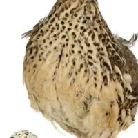 بلدرچین
