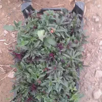 فروش عمده و تکی|گل و گیاه طبیعی|محلات, |دیوار