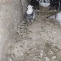 کبوتر|پرنده|مرودشت, محمد آباد|دیوار