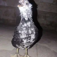 جوجه مرغ و خروس گلین|حیوانات مزرعه|شیراز, شهرک مدرس|دیوار