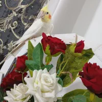 عروس هلندی لوتینو