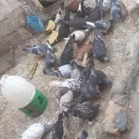 دورک  رنگی