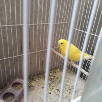 فروش فوری مرغ عشق|پرنده|دوگنبدان, |دیوار