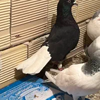 زیل دم سفید 14پردم