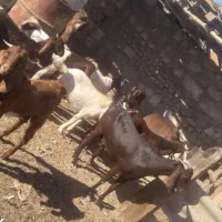 ابادان|حیوانات مزرعه|خرمشهر, |دیوار