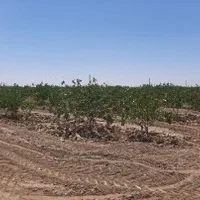 فروش 14 هکتار باغ پسته ورامین جواد آباد|فروش دفتر صنعتی، کشاورزی، تجاری|جوادآباد, |دیوار