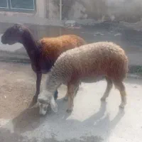 دوتا بره ماده مناسب دامازدخ و نگهداری