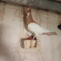 کبوتر