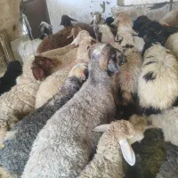 دام زنده بره پرواری نصف نصف گوشت