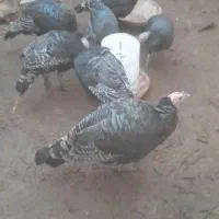 بوقلمون ۴ماهه فروشی|حیوانات مزرعه|سلامی, |دیوار